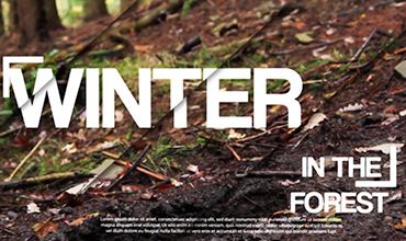 Winter in the Forest - Katy Curd